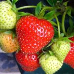 WV Strawberry Festival